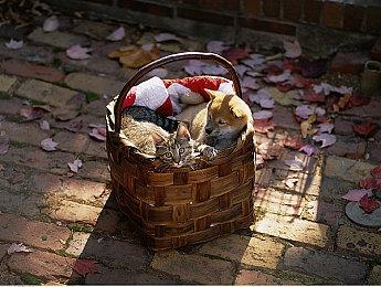 科隆：类魂动作RPG《堕落之主》公布 现已上架Steam